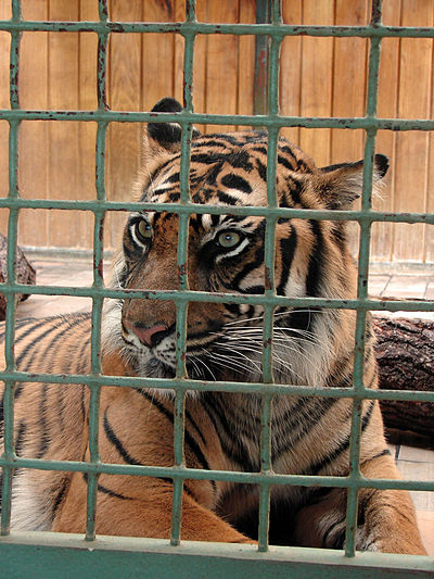 2.12 Nằm mơ thấy hổ bị nhốt trong chuồng có nguy hiểm không?
