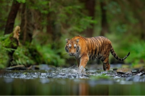 1. Tìm hiểu vị trí của loài hổ trong phong thủy?