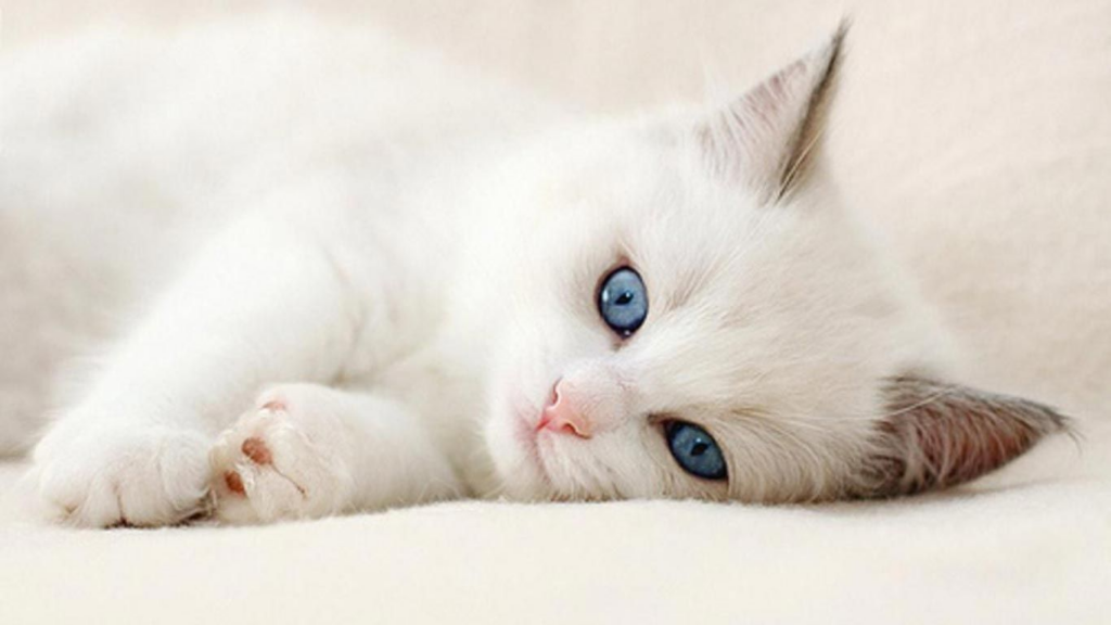 Ngủ mơ thấy mèo trắng có trái ngược gì với mèo đen không?