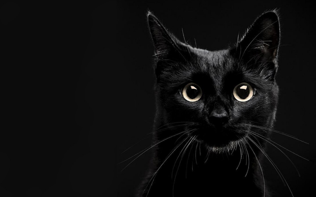 Ngủ mơ thấy mèo đen, mèo mun đang tiến gần đến bạn
